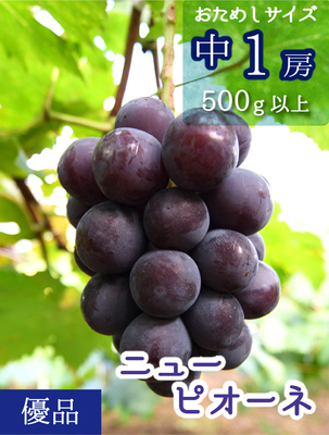 P-中1　[お試し1房 (500g以上)]　ニューピオーネ【9月上旬～発送開始】