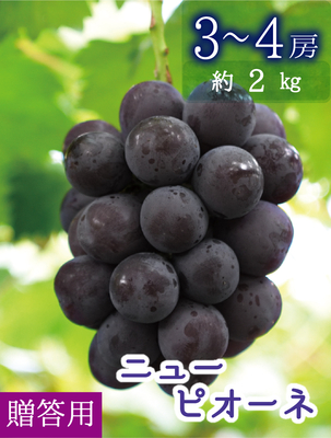 P-2　[贈答用 3～4房 (約2kg)]　ニューピオーネ【9月上旬～発送開始】