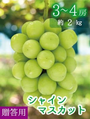S-2　[贈答用 3～4房 (約2kg)]　シャインマスカット　【9月下旬～発送開始】