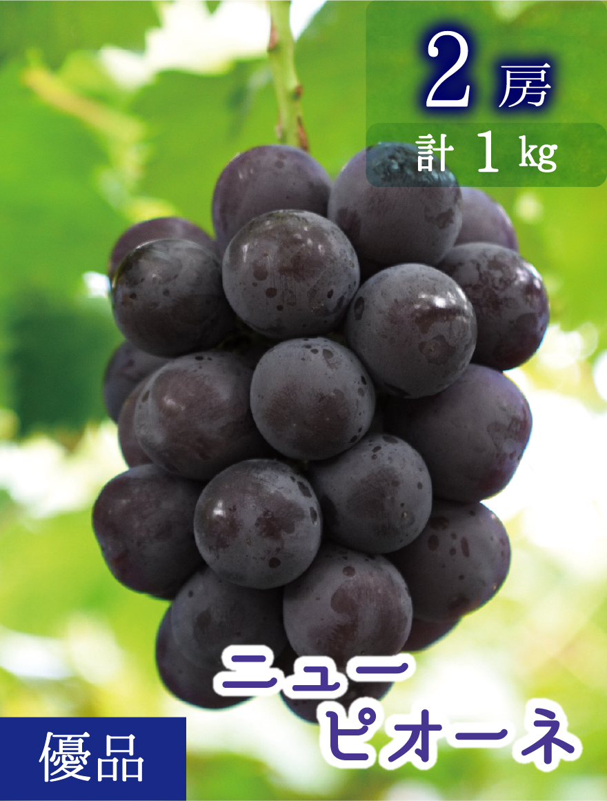 ニューピオーネ 優品2房（1kg）｜岡山県真庭市から産地直送 | 花笑み農園