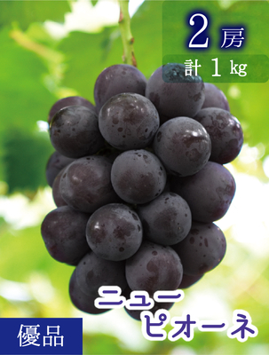 P-1　[優品 2房 (1kg)]　ニューピオーネ【9月上旬～発送開始】（おすすめ第7位）｜花笑み農園