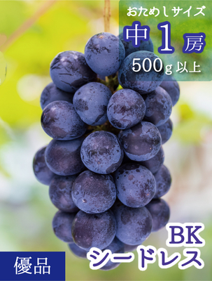 B-中1　[お試し1房 (500g以上)]　BKシードレス【9月中下旬～発送開始】