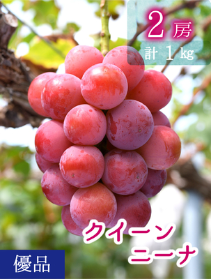 Q-1　[優品 2房 (1kg)]　クイーンニーナ【9月上旬～発送開始】