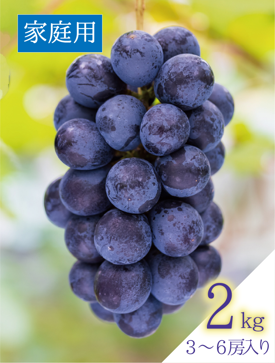 B-2 [家庭用2kg] BKシードレス【9月中下旬～発送開始】 | 花笑み農園