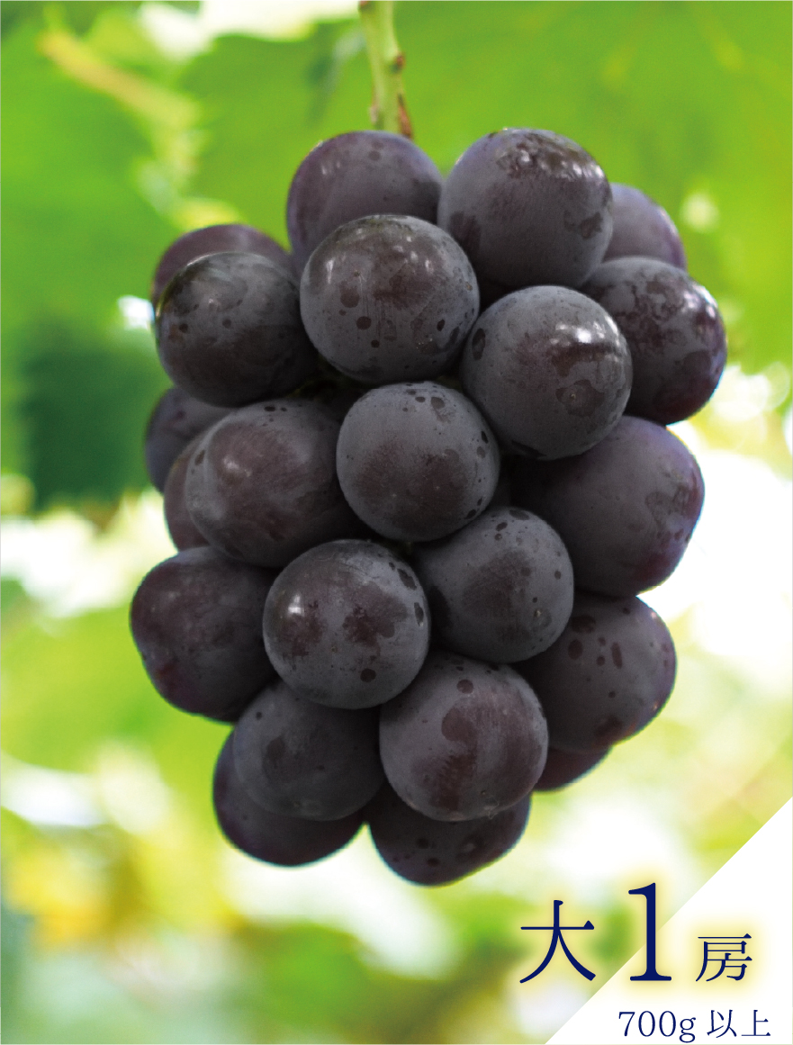 岡山からニューピオーネをお届けいたします。 | 花笑み農園