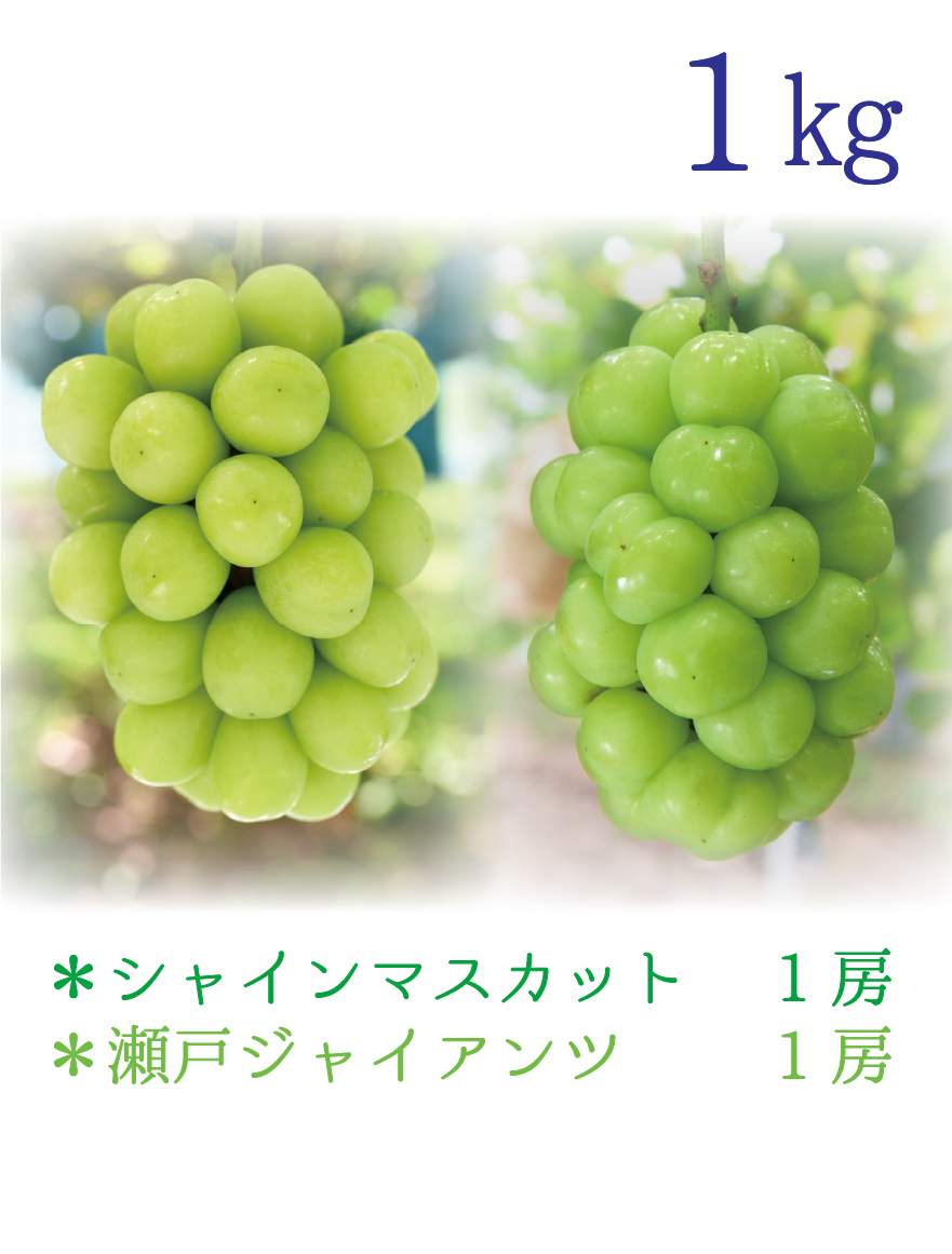 GS-1 [少量用1kg] シャインマスカット&瀬戸ジャイアンツ【9月下旬