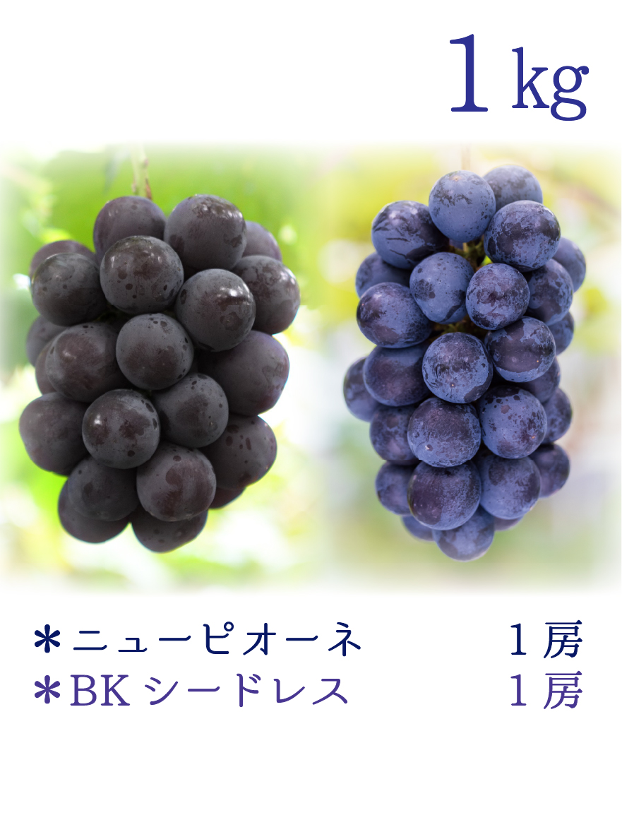 PB-1 [少量用1kg] ニューピオーネ＆BKシードレス【9月中旬～発送開始
