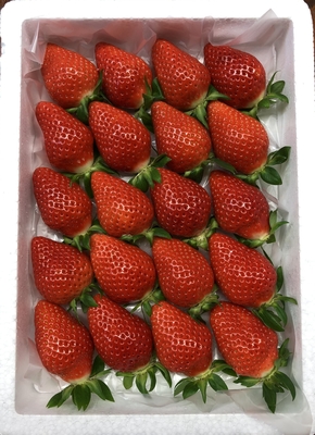 苺　品種指定なし20個入