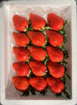 苺　品種指定なし15個入（中粒）　