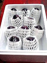 生水茄子10個 (税込)  (送料込み)