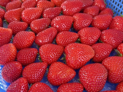 「とちあいか」冷凍カットいちご1kg