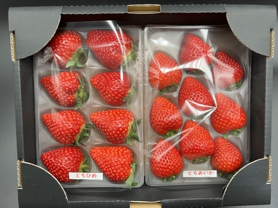 【贈答用】黒箱　厳選とちあいか、とちひめ1箱セット