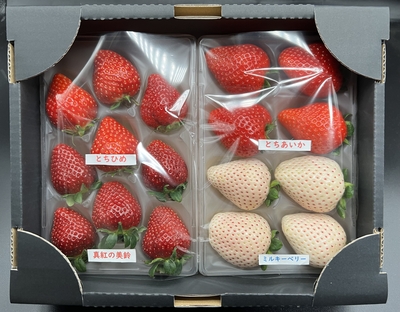 【贈答用】黒箱　厳選4種の完熟いちご1箱セット
