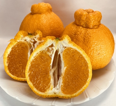肥の豊 ハウス不知火36玉（熊本県産）即購入ok 熊本大見柑🍊プラズマ完熟ハウス不知火2.5kg（7～13玉）🍊 甘味