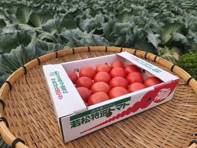 若松トマト贈答用（水切り濃縮）