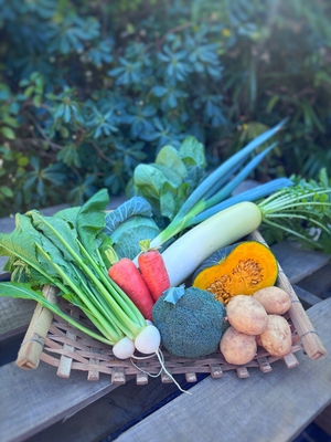 新鮮若松野菜おまかせセット（6種類～9種類）