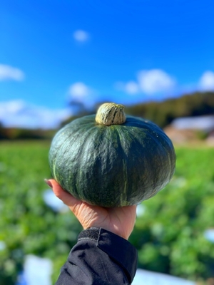 高級かぼちゃ　ブラックアダム1玉