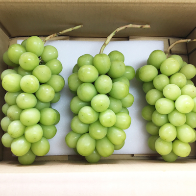 完熟シャインマスカット箱詰め 約1.5kg　※商品説明をお読みください