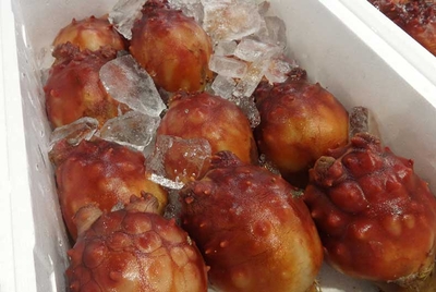 (活)生ほや12個【お刺身用】