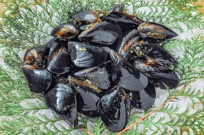 (活)特大ムール貝3㎏