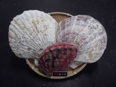 (活)特大ほたて5枚 あわび1個【お刺身用】