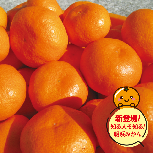 愛媛県産 明浜みかん 約5kg（40個前後）S~Lサイズ混合