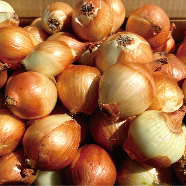 淡路島産 たまねぎ 約5kg（2Lサイズ11～13玉前後）