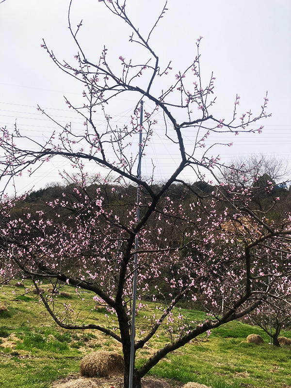 玉島の桃の花