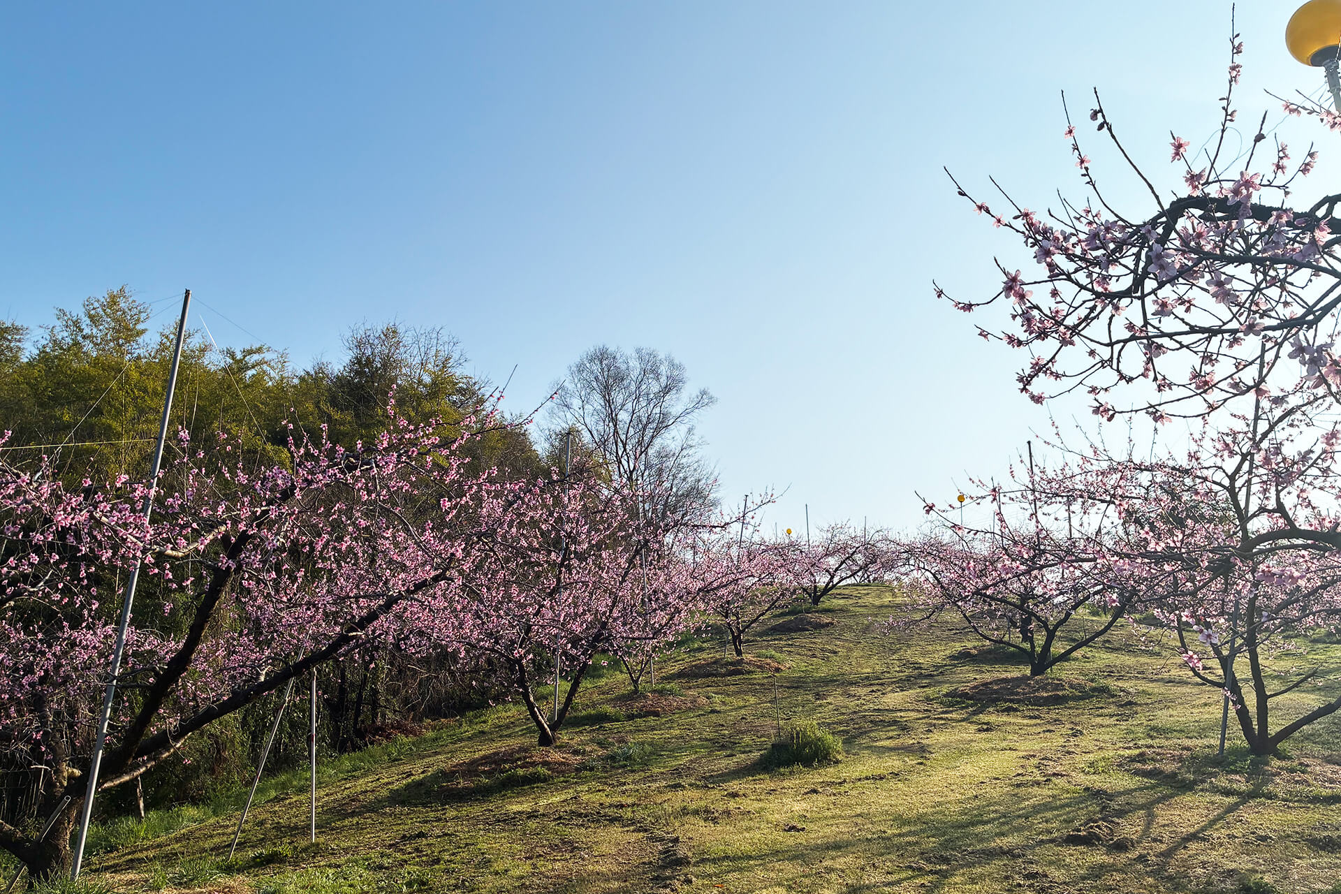 倉敷市玉島の桃農園
