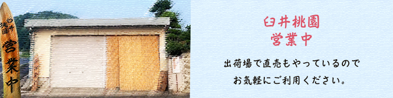 出荷所で直売もしています