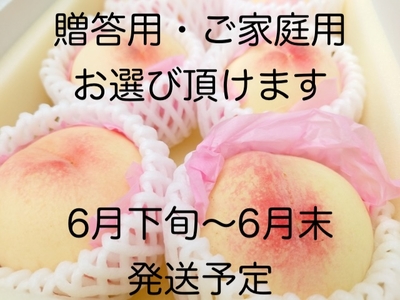 日川白鳳