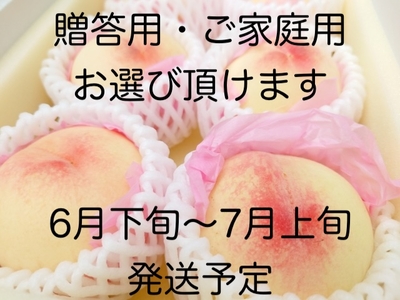 加納岩白桃