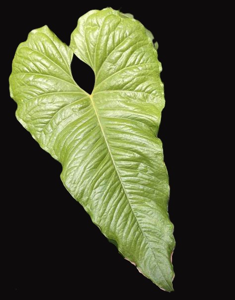 得価，最新作 アンスリウム インシグネ[Anthurium Insigne]