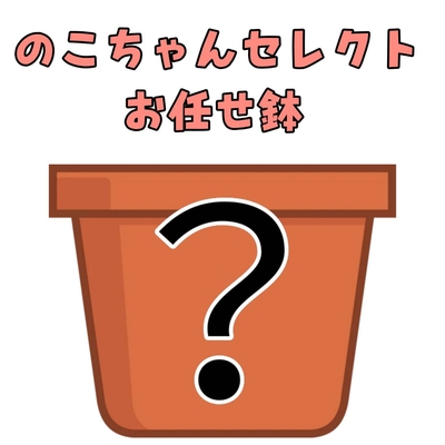 アグラオネマ/ディフェンバキア | NOKO's