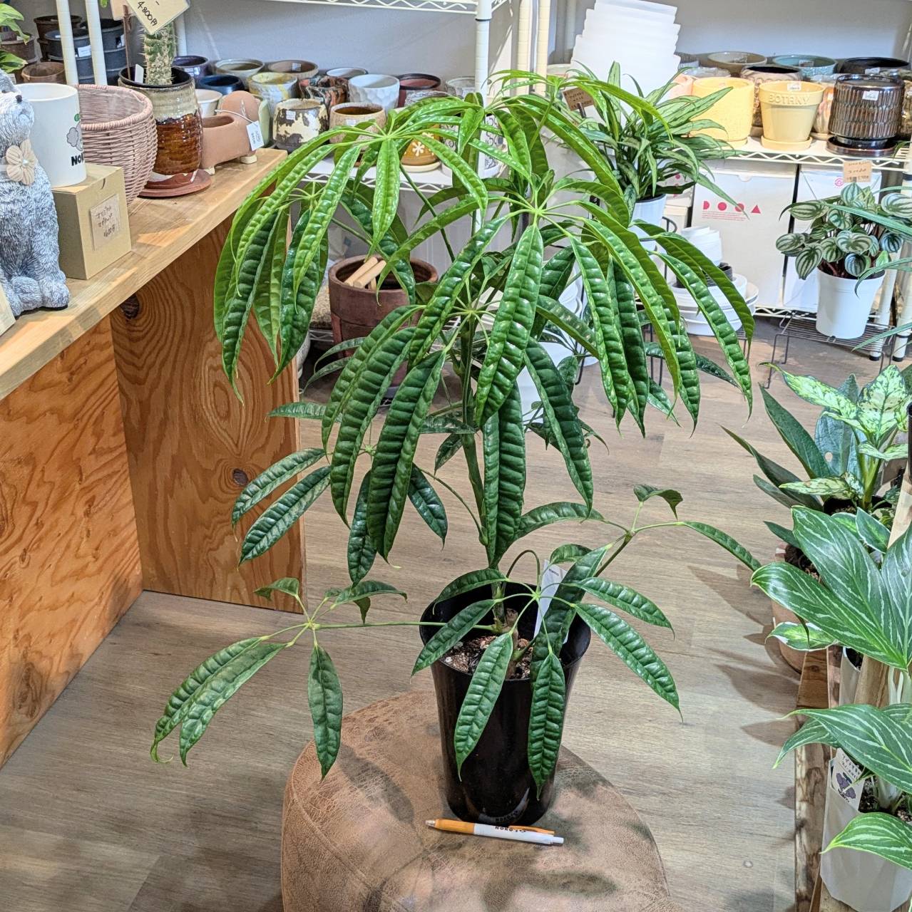 シェフレラスターシャイン5号鉢