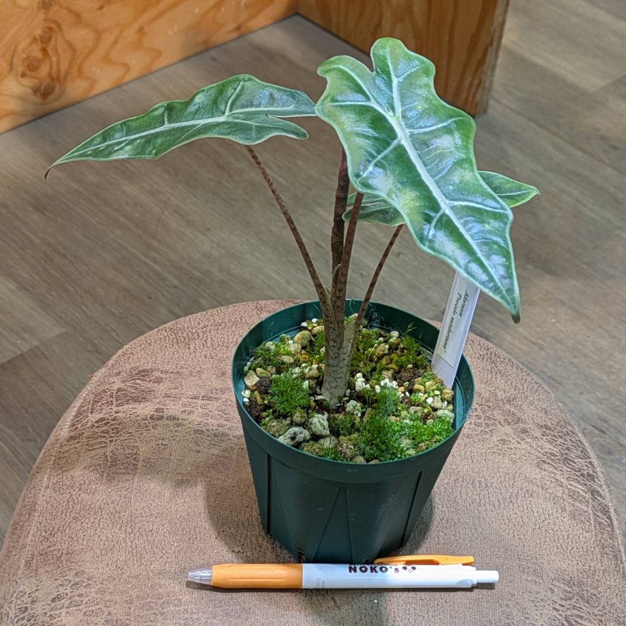 1 アロカシアブセウドサンデリアナオーレア