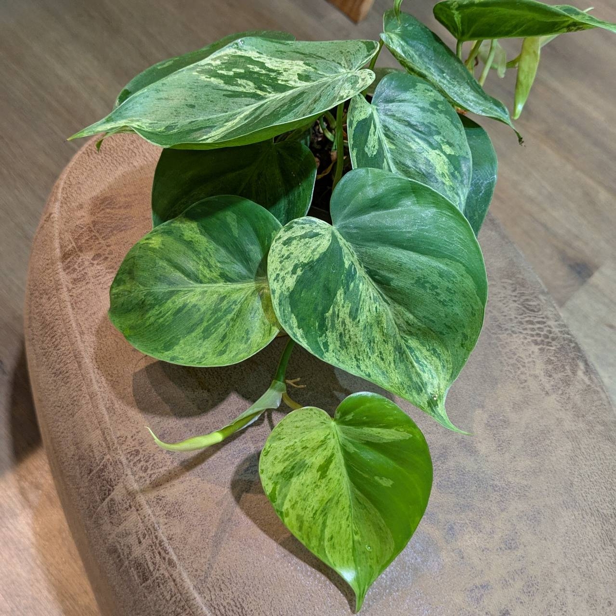 フィロデンドロン セローム 斑入り バリエガータ ザ・ファームセレクト