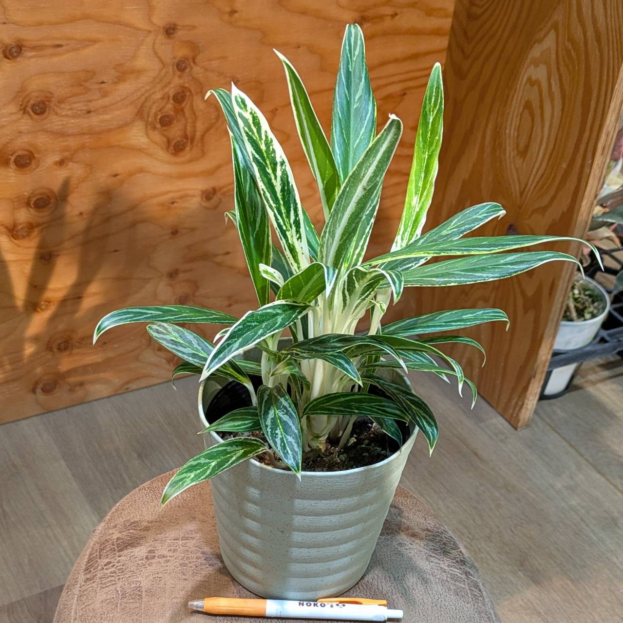 希少❗️ボリューム大❗️アグラオネマ　ホワイトバンブー✨ アグラオネマ ホワイトバンブー 意外に動きが遅い⁉️ 黒い鉢と