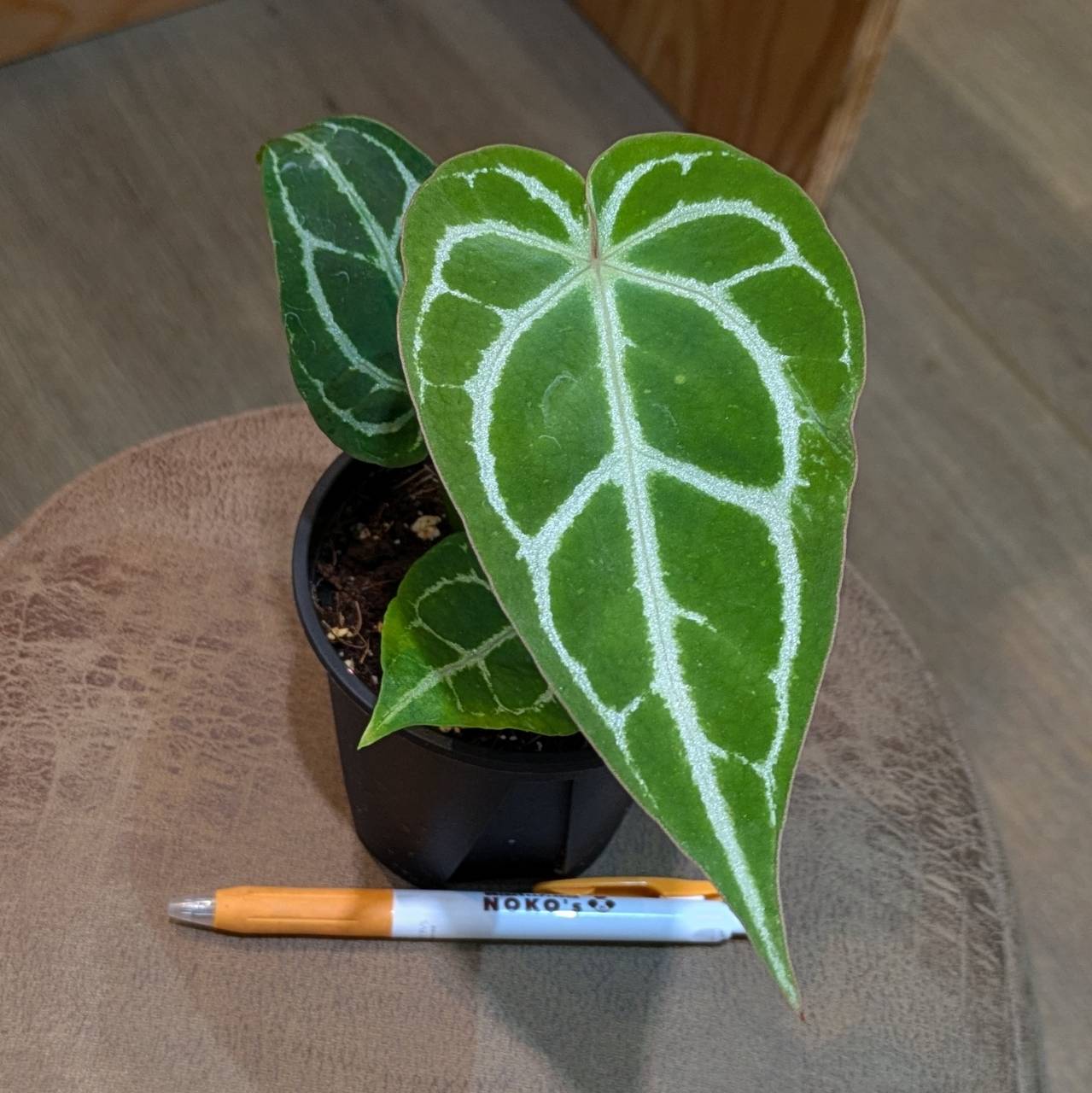comachi 306　アンスリウム　ドミノ アンスリウムマグニフィカムシルバー×ミシェルザラ Anthurium