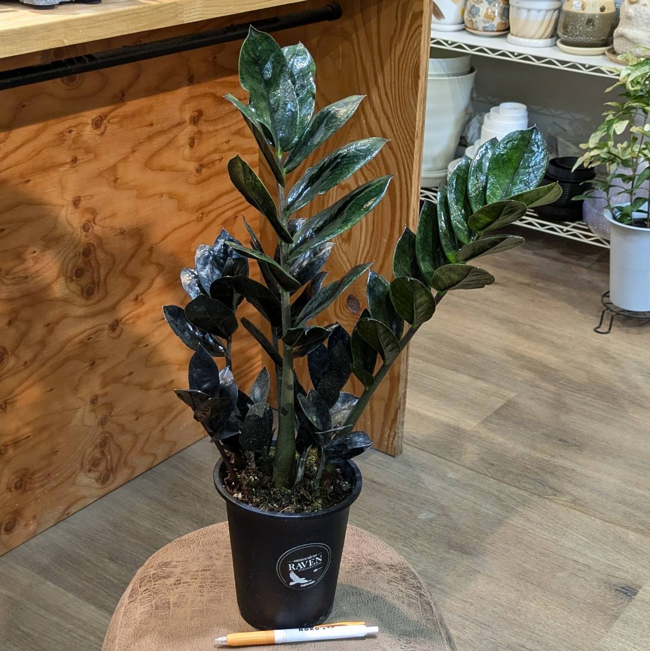 観葉植物】ザミオクルカス レイヴン 4寸ポット | 観葉植物