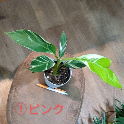 ムサ ノノ ピンク ４号 ① ◎現品販売◎