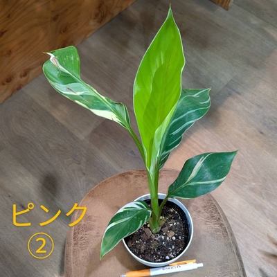 ムサ ノノ ピンク ４号 ② ◎現品販売◎