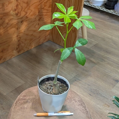 バオバブ グレゴリー ４号 