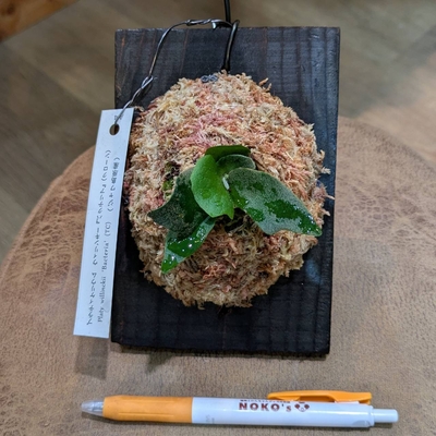 Platycerium willinckii "Bacteria"プラティセリウム ウィリンキーバクテリア ◎現品販売◎