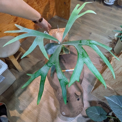 【通称：白ビフ】Platycerium E-1(プラティセリウムE-1) ◎現品販売◎