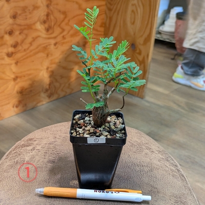 センナ メリディオナリス ２.５号 ① ◎現品販売◎ 4.500円から20%OFF!!