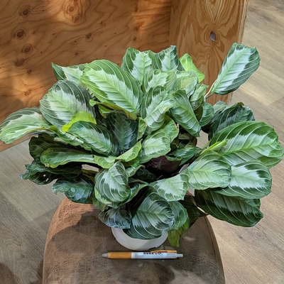 マランタ シルバーバンド ５号 2.600円から30%OFF!!