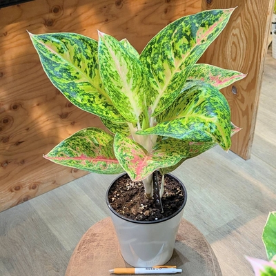【荒木植物園さん✨】アグラオネマ 品種不明 ５号 14.000円から20%OFF!!