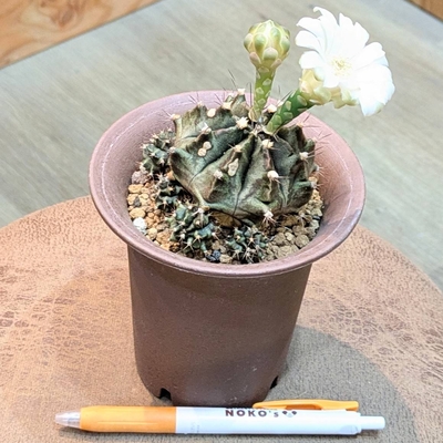 Gymnocalycium anisitsii(ギムノカリキウム 翠晃冠) ３.５号 ◎現品販売◎ 2.800円から20%OFF!!