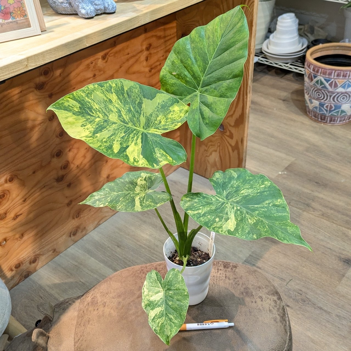 アロカシア オドラ オーレア 黄斑 アロカシア オドラ黄斑入り 超希少